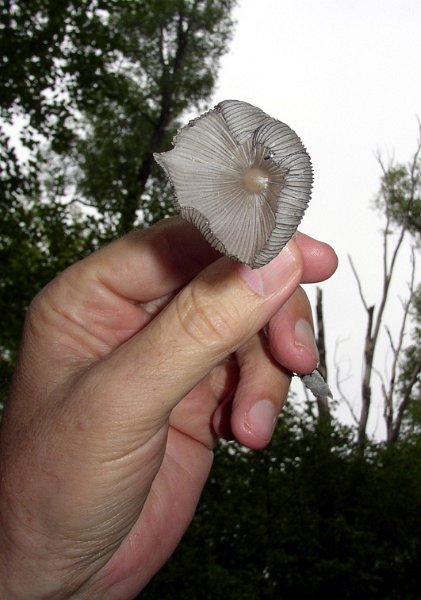 2009 Marais de la Voise 13